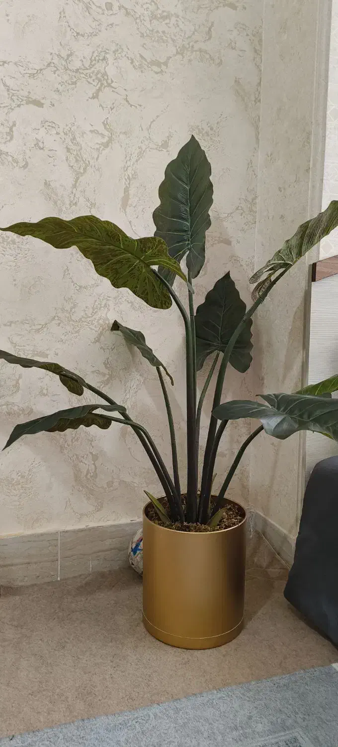 درختچه بابا آدم|گل مصنوعی|زنجان, |دیوار