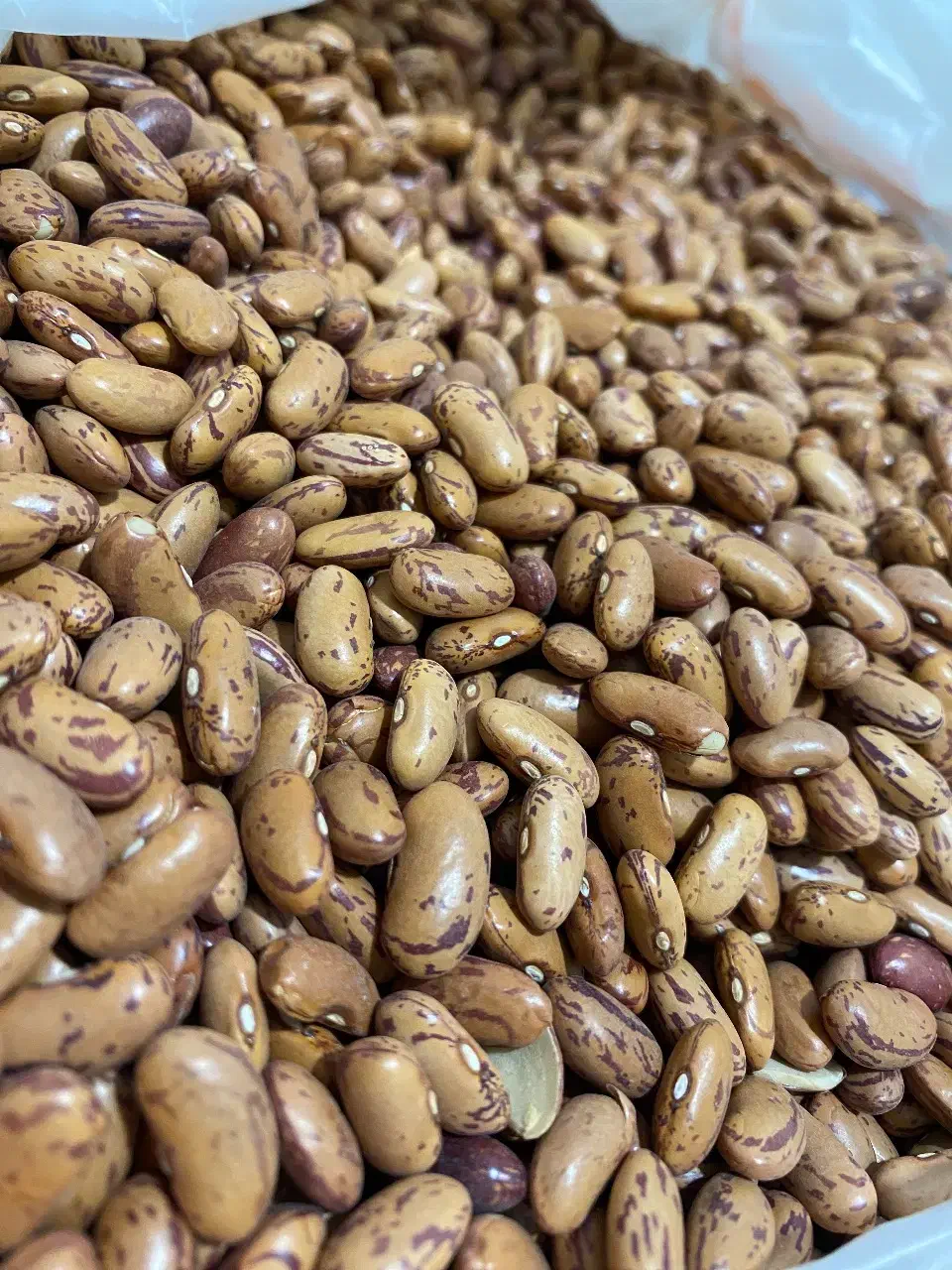 لوبیا چیتی|خوردنی و آشامیدنی|جاسک, |دیوار