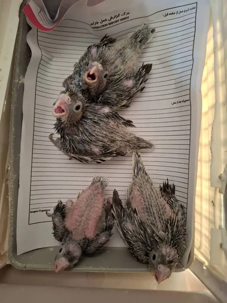 عروس سرلاکی|پرنده|صحنه, |دیوار