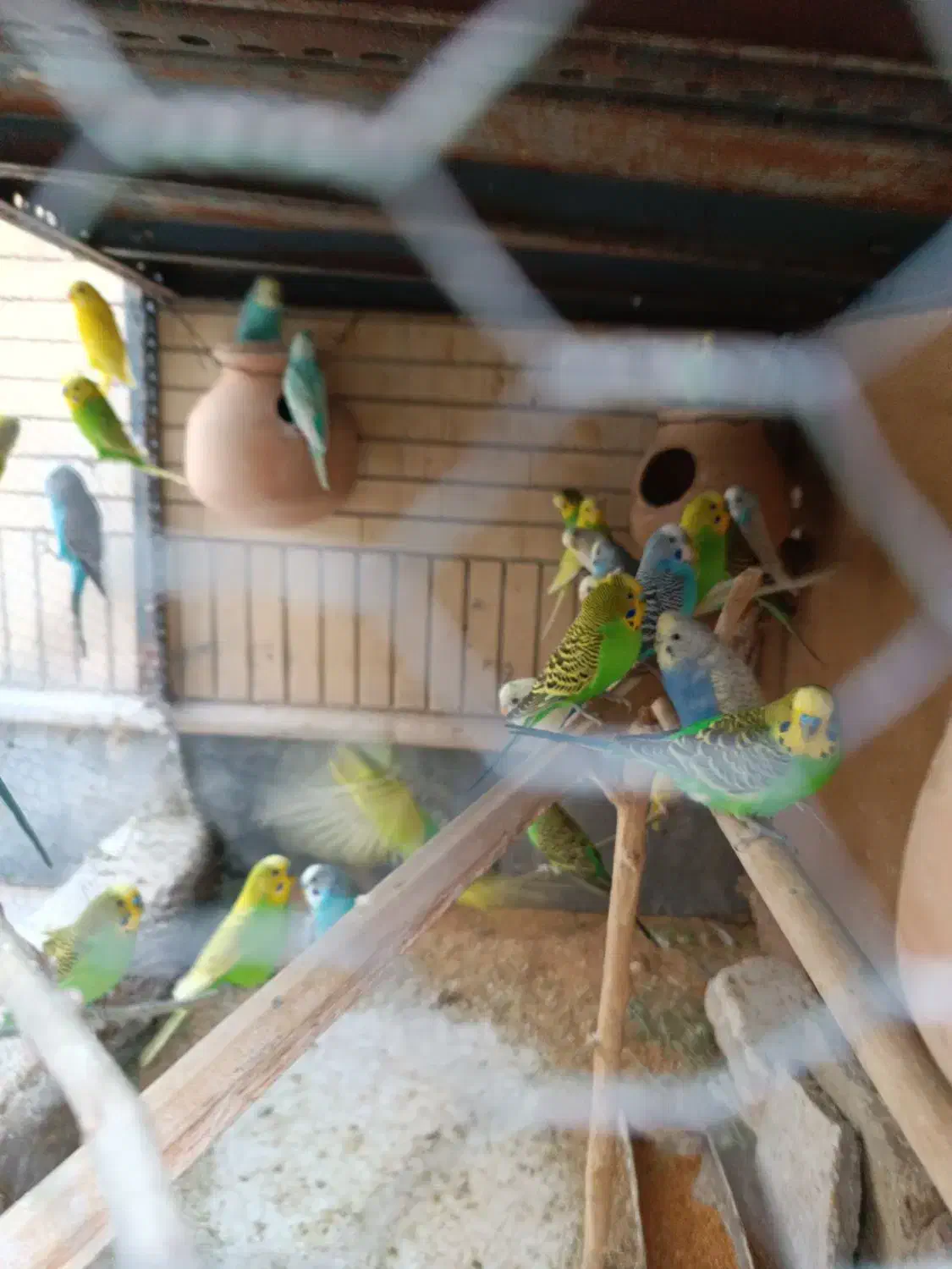 مرغ عشق|پرنده|سراوان, |دیوار