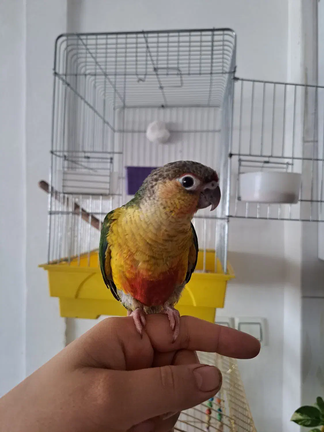 جوجه گرینچیک|پرنده|قدس, شهرقدس|دیوار