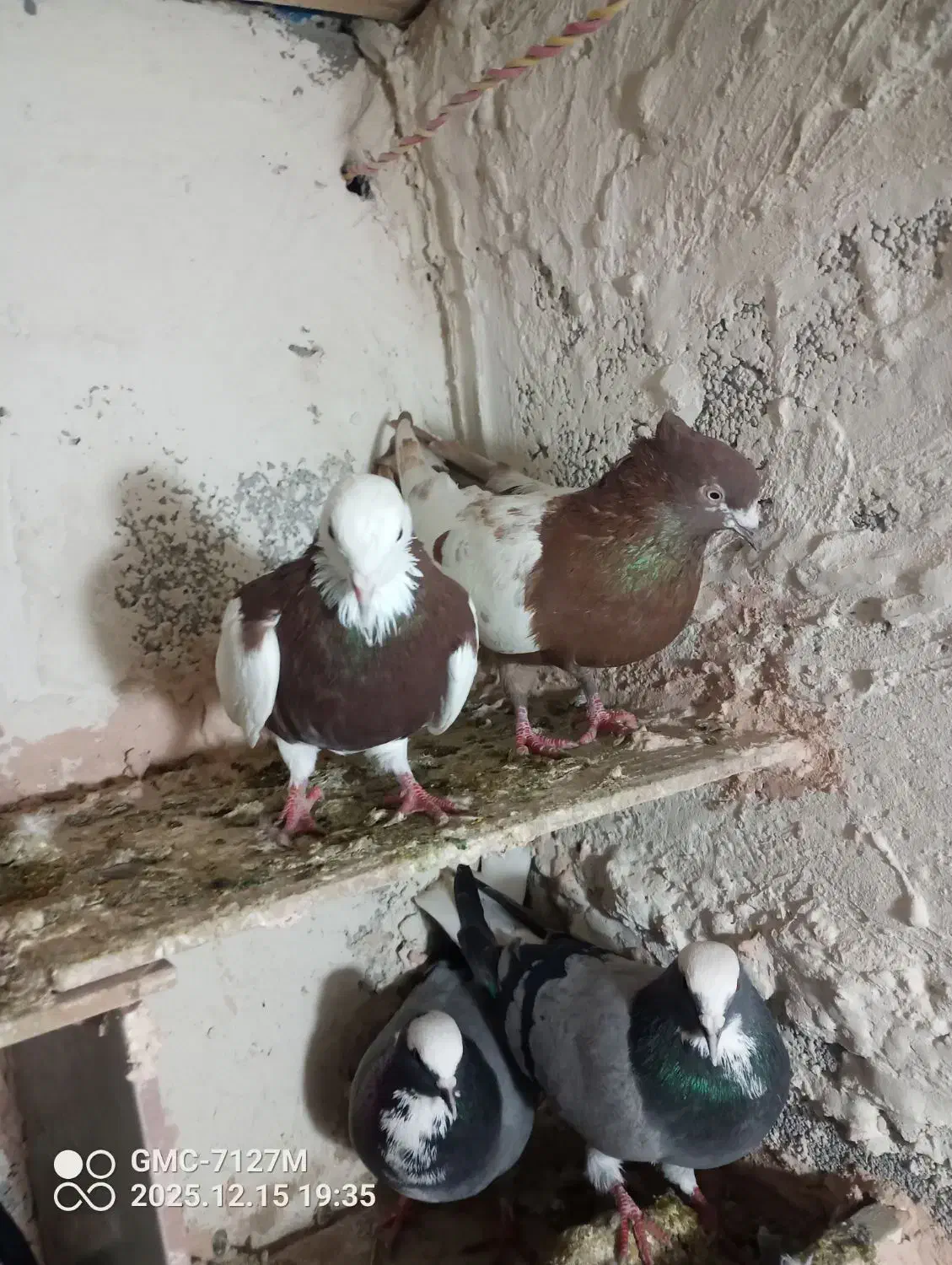 دو عددکبوتر هواگیر بازیدار طوقی قرمز کوینح|پرنده|بناب, |دیوار