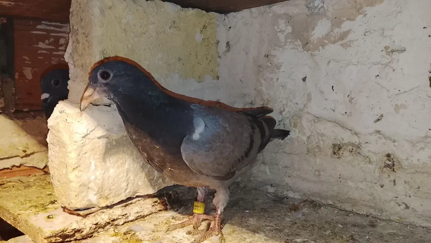 کفتر گمشده|حیوانات|شیروان (خراسان), |دیوار