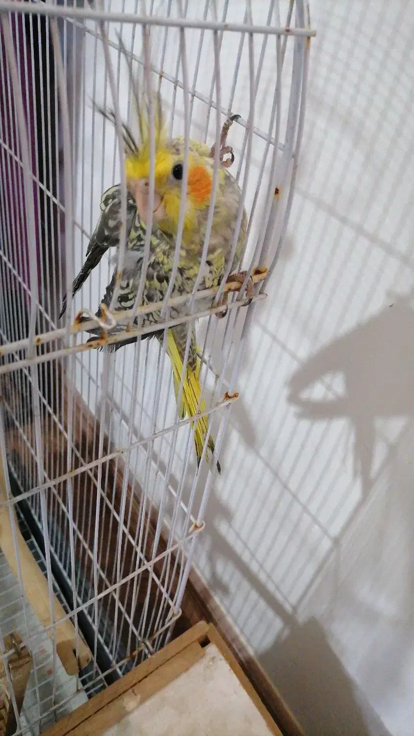 پرنده عروس|پرنده|ارطه, |دیوار