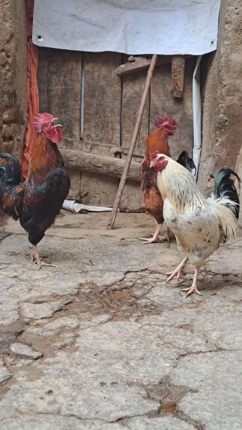 خروس|حیوانات مزرعه|تاکستان, |دیوار