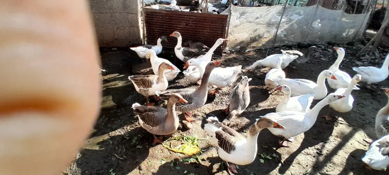 غاز محلی پرواری|حیوانات مزرعه|طاهرگوراب, |دیوار