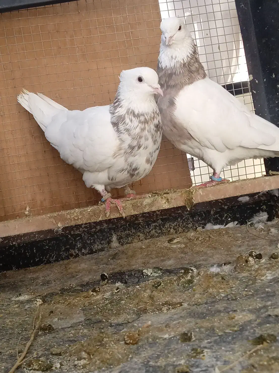 طوقی|پرنده|تهران, اقدسیه|دیوار