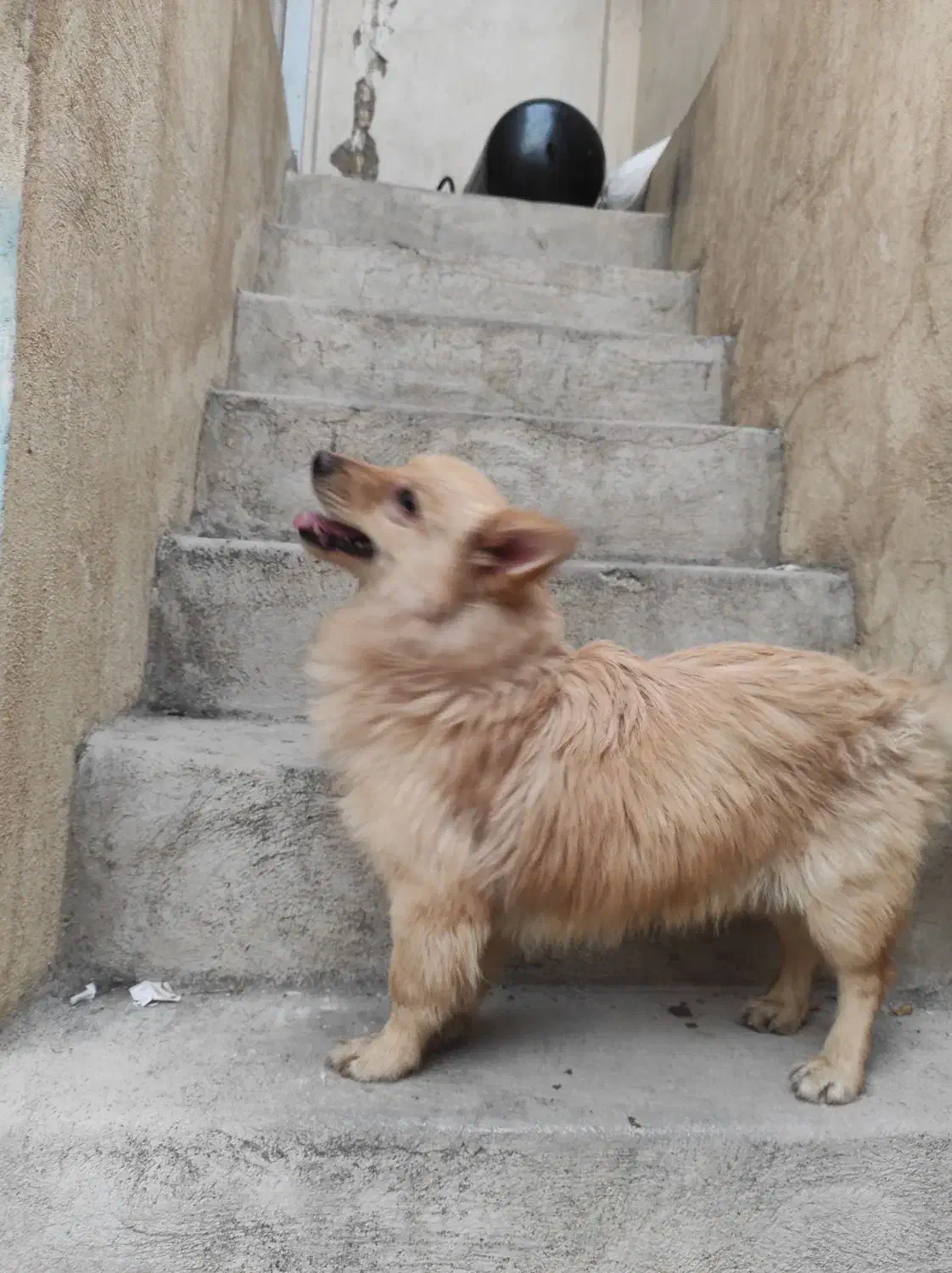 سگ اشپیتز پامر خونگی گوش روباهیی)(|سگ|شیراز, شاهچراغ|دیوار