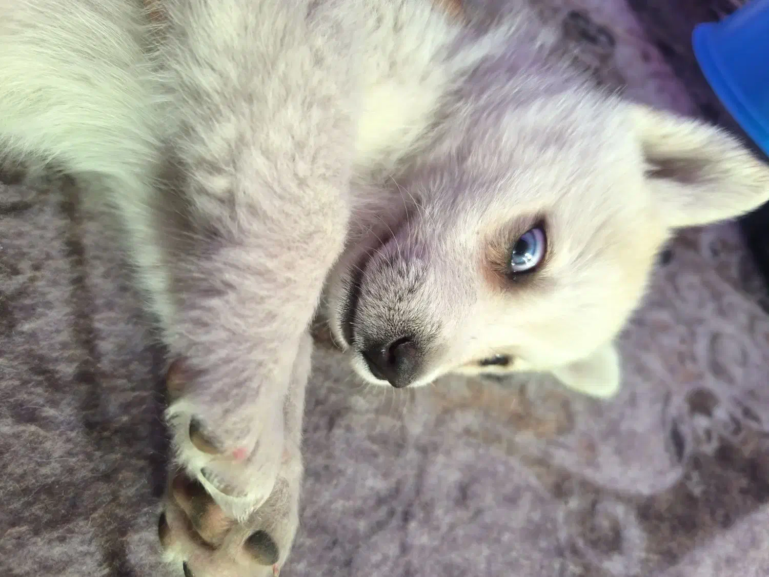 سک هاسکی سفید چشم دو رنگ|سگ|مشهد, فاطمیه|دیوار