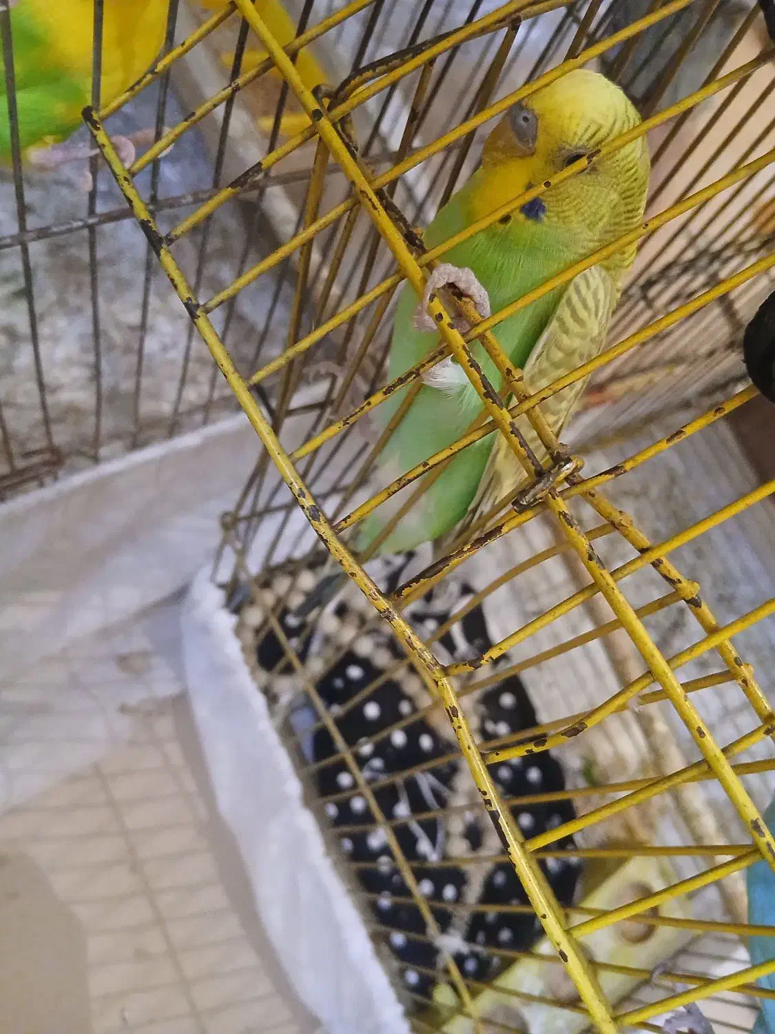 مرغ عشق|پرنده|ایذه, |دیوار