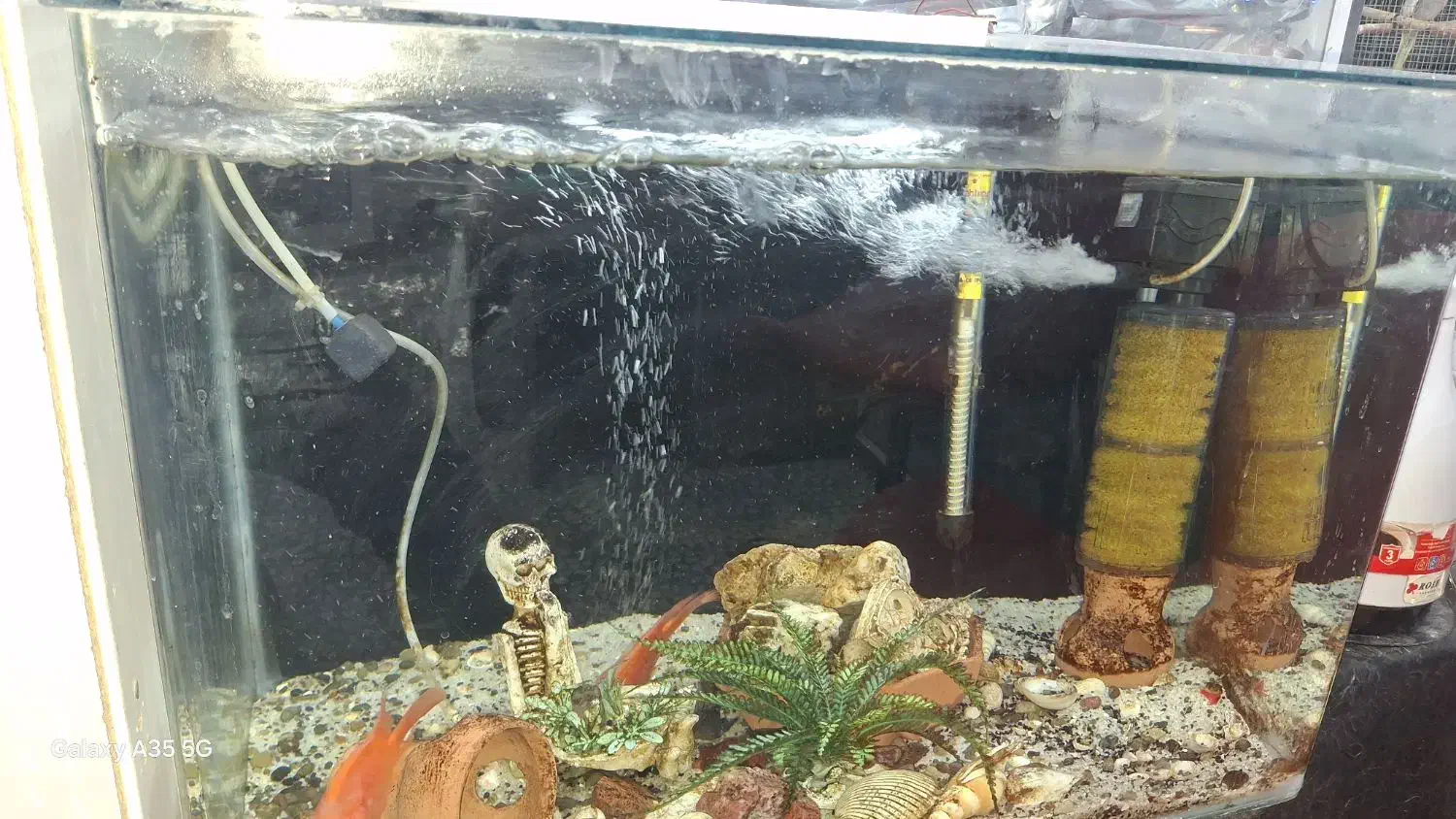 ماهی زینتی|ماهی|ساوه, |دیوار