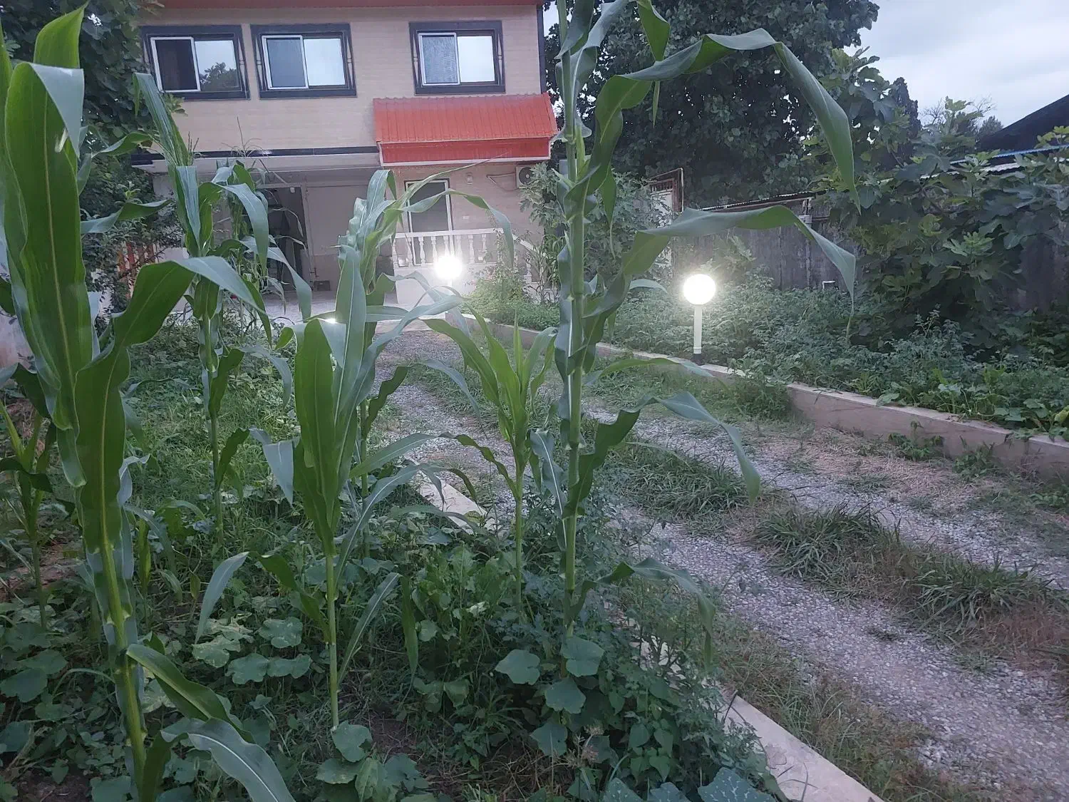 ویلا حیاط دار با امتیازات کامل قایم شهر (واسکس)|اجارهٔ کوتاه‌مدت آپارتمان و سوئیت|قائم‌شهر, |دیوار