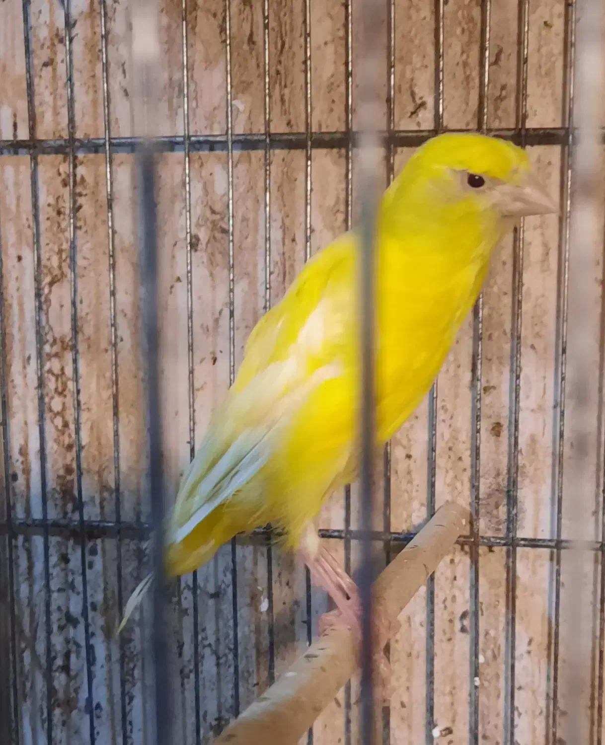 قناری ماده رسمی بلند|پرنده|هشتگرد, شهرک ولیعصر (مصلی)|دیوار