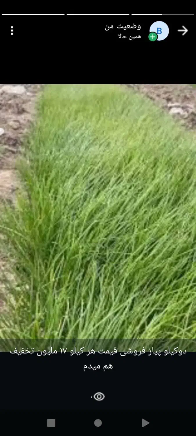 نشا پیاز مینروا سفید|خدمات باغبانی و درختکاری|اسفندقه, |دیوار