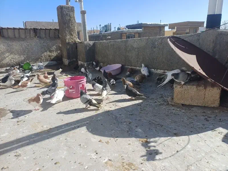 کبوتر|پرنده|شیراز, شهرک قمشه|دیوار