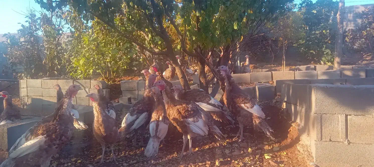 بوقلمون بوربون|حیوانات مزرعه|هرسین, |دیوار