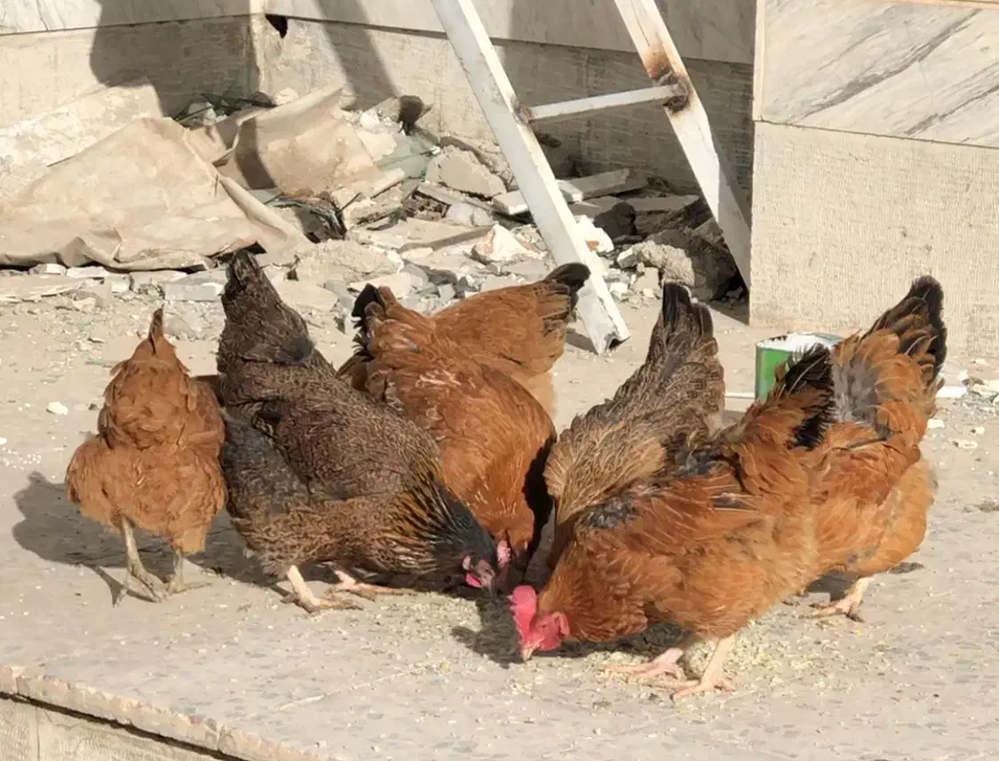 مرغ|حیوانات مزرعه|اندیشه, اندیشه فاز ۲|دیوار