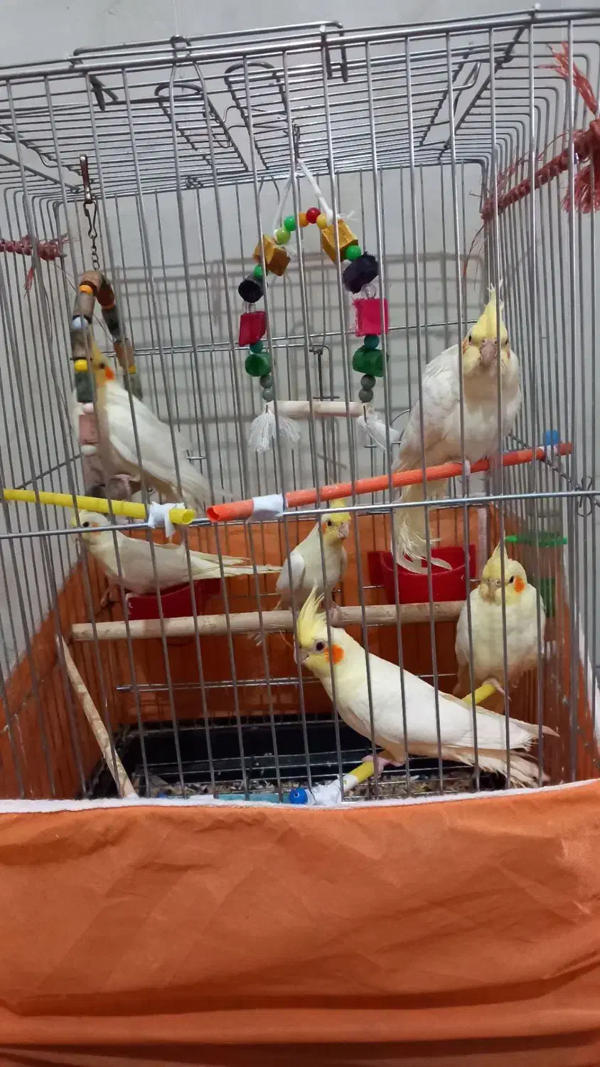 عروس هلندی|پرنده|بوئین زهرا, |دیوار