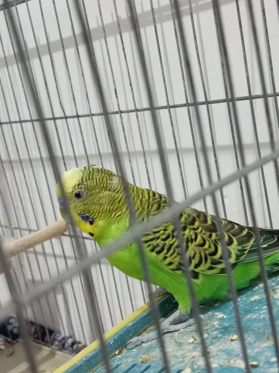 پرنده ای مرغ عشق|پرنده|کازرون, |دیوار