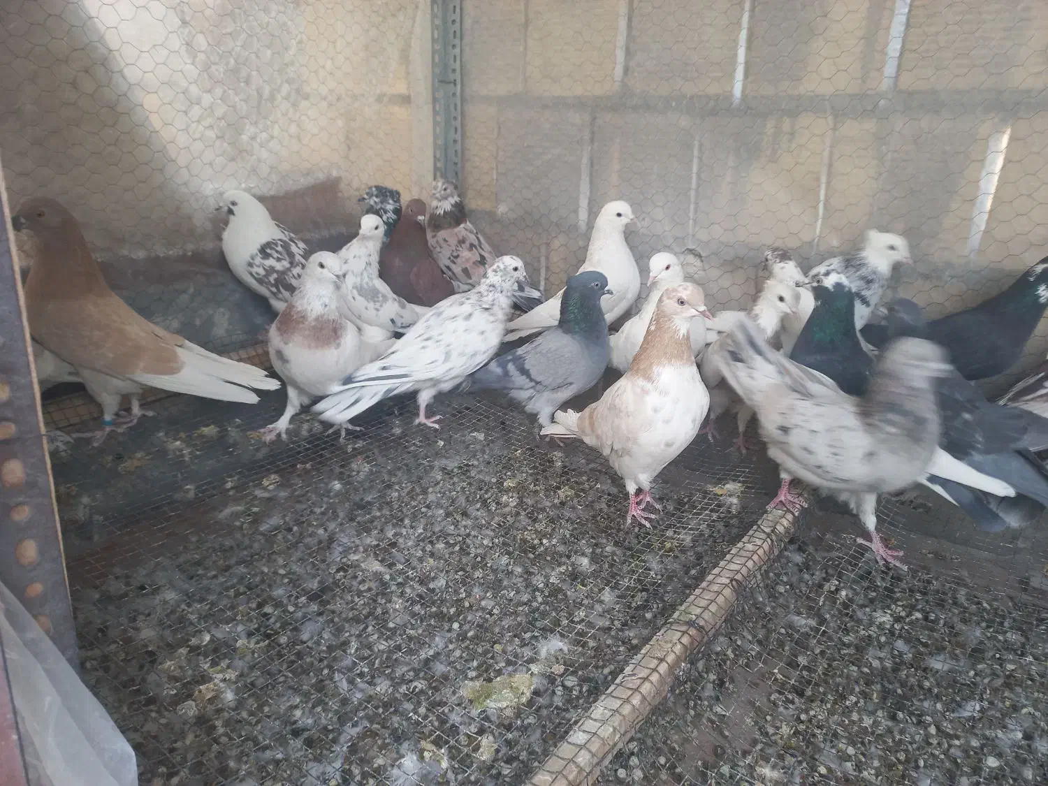 کبوتر.کفتر|پرنده|مبارکه, |دیوار