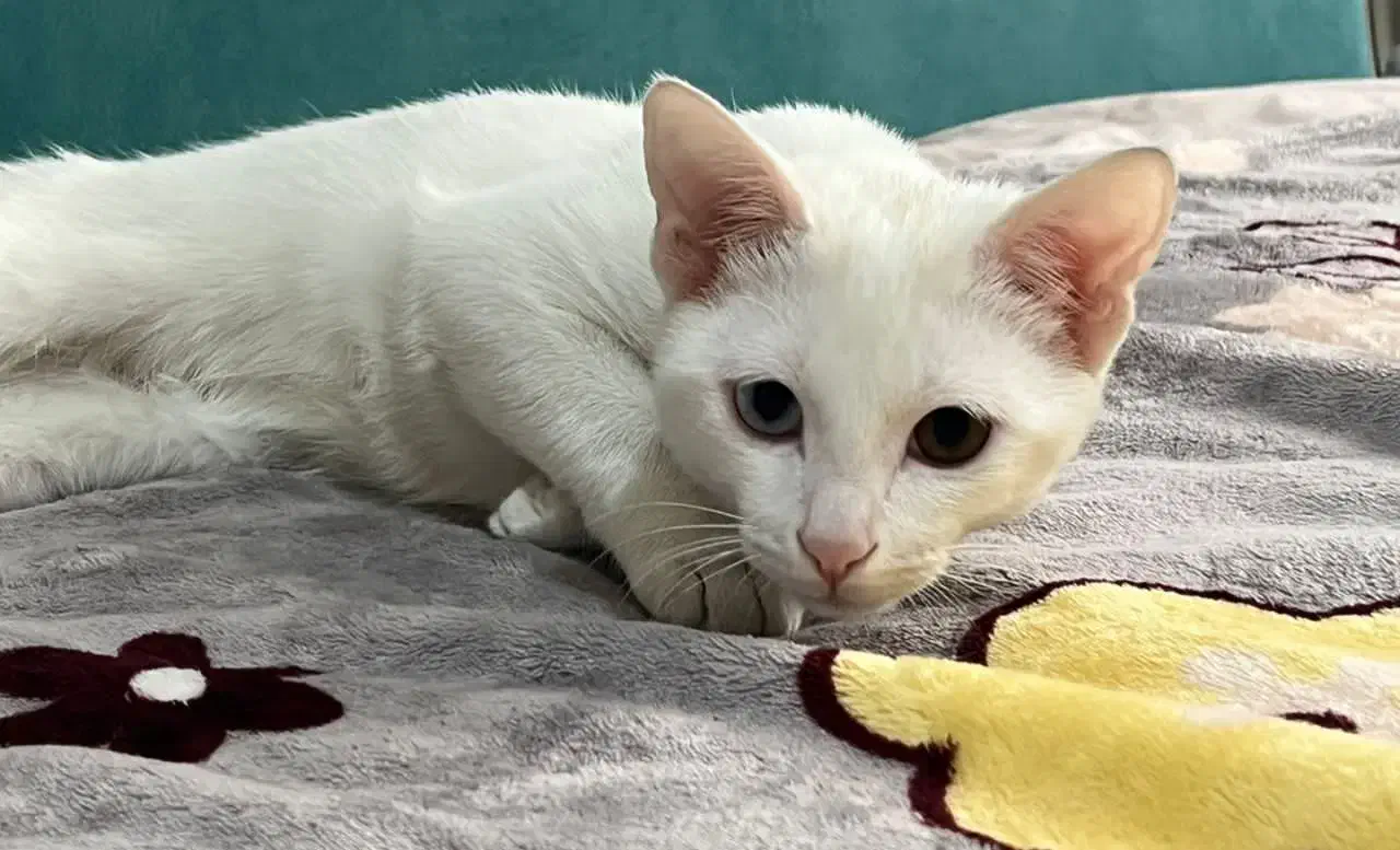 گربه ناز و خوشگل|گربه|شیراز, زرهی|دیوار