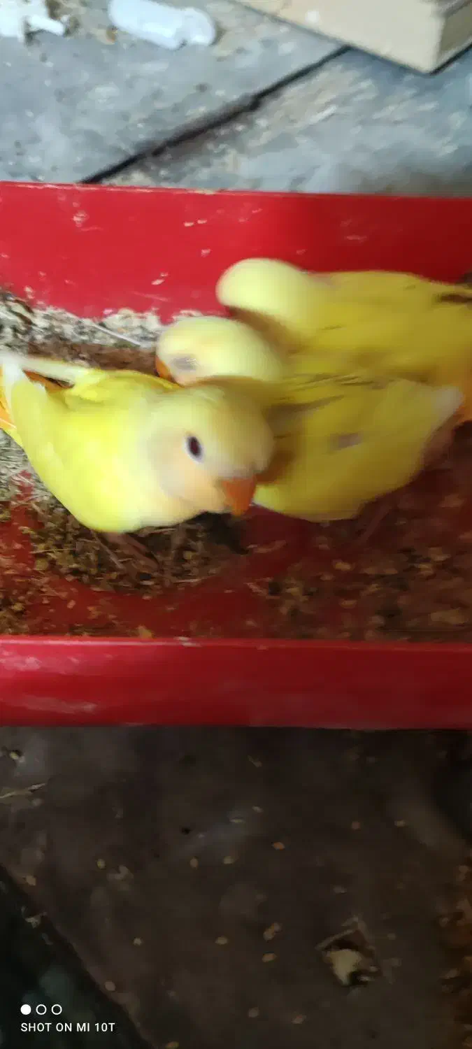 جوجه برزیلی|پرنده|شیراز, زرهی|دیوار