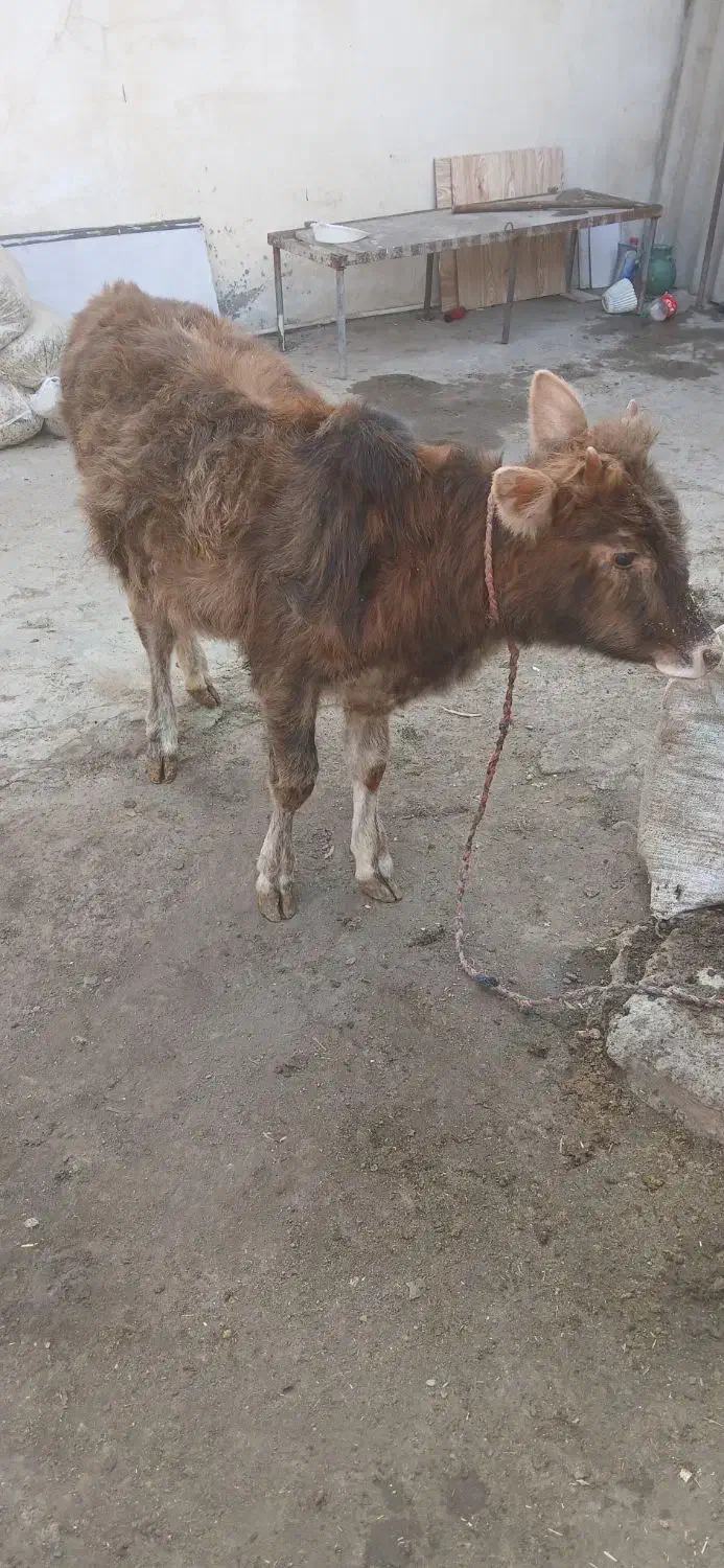 گوساله ماده|حیوانات مزرعه|خان ببین, |دیوار