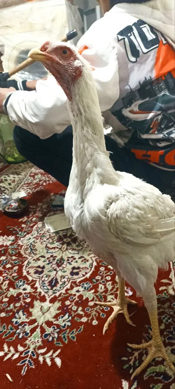 جوجه ای ۵ماه لاری|حیوانات مزرعه|قیدار, |دیوار