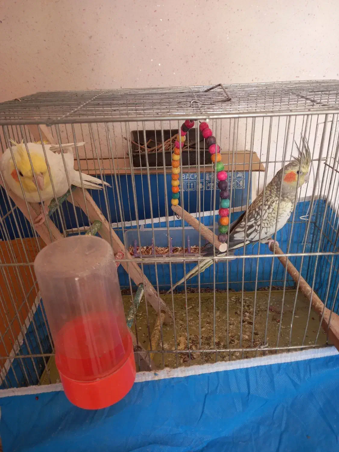 عروس هلندی با وسایل سه میلیون|پرنده|بهبهان, |دیوار