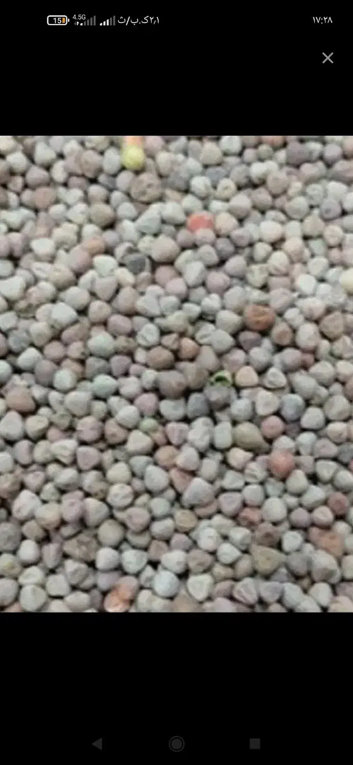 گاودانه|حیوانات مزرعه|گیان, |دیوار