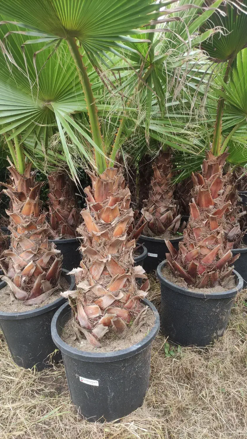 فروش پالم واشنگتن تنه یک متری|خدمات باغبانی و درختکاری|چابکسر, |دیوار