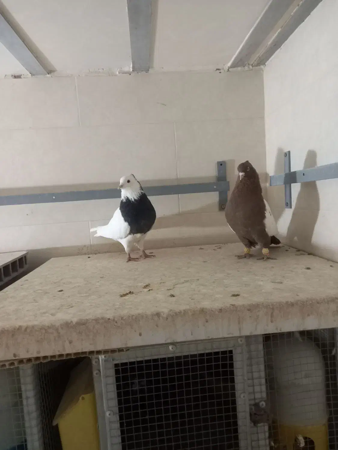 کفتر سینه سرخ نر وطوق سیاه نر|پرنده|صدرا-فارس, فاز ۲|دیوار