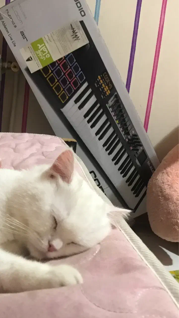 M-Audio Code 49 پد و X/Y Pad حرفه‌ای نو|گیتار، بیس، امپلیفایر|تهران, اکباتان|دیوار