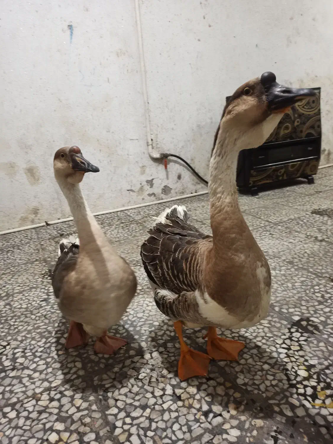 غوغاز آفریقایی زینتی اصل|حیوانات مزرعه|رشت, عینک|دیوار