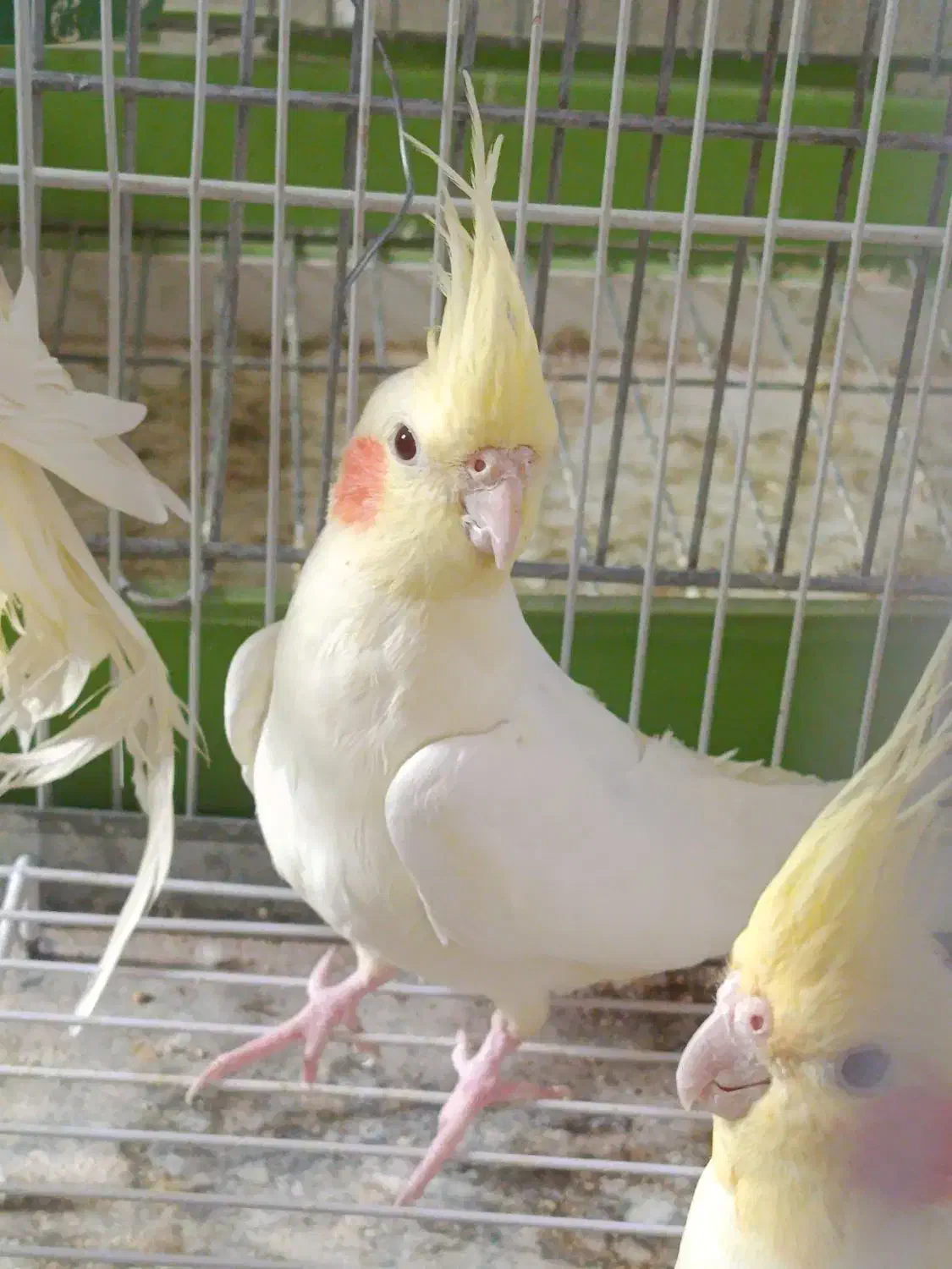 فروش جوجه عروس هلندی لوتینو فوق زیبا زعفرانی ناز|پرنده|شیراز, شهرک صدا و سیما|دیوار