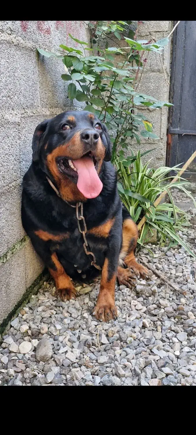 روتوایلر ماده ۳ ساله|سگ|رشت, گلسار|دیوار