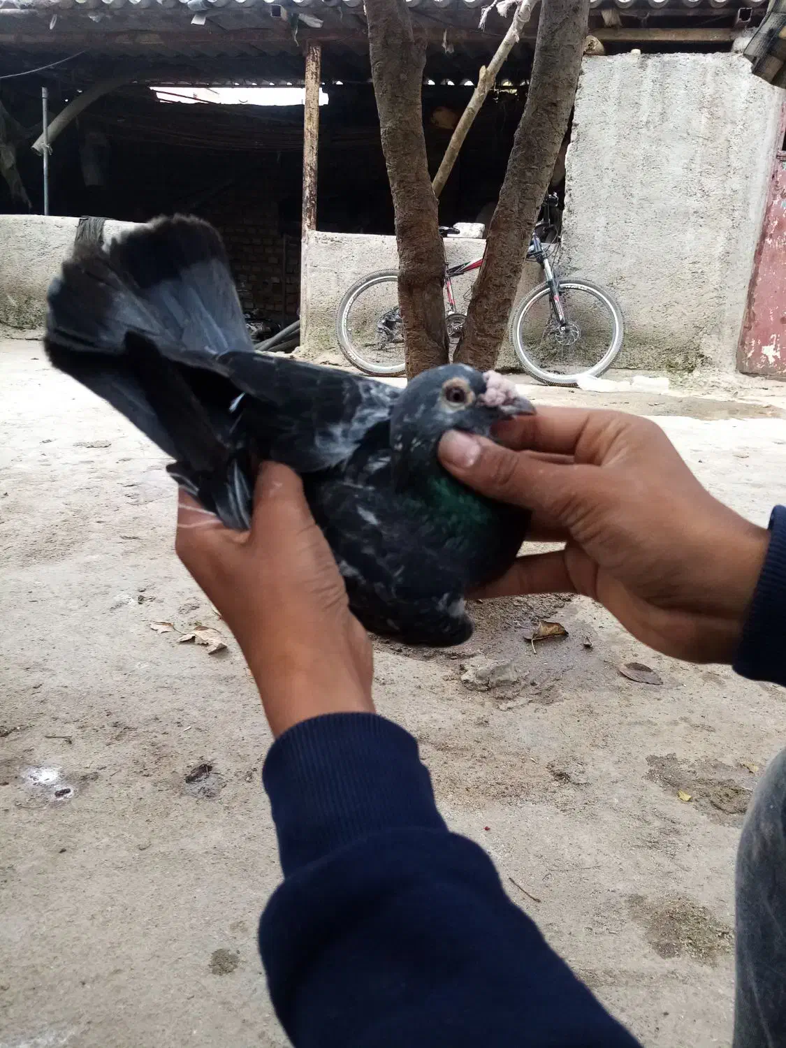 کبوتر مسافتی معاوضه|پرنده|خان ببین, |دیوار