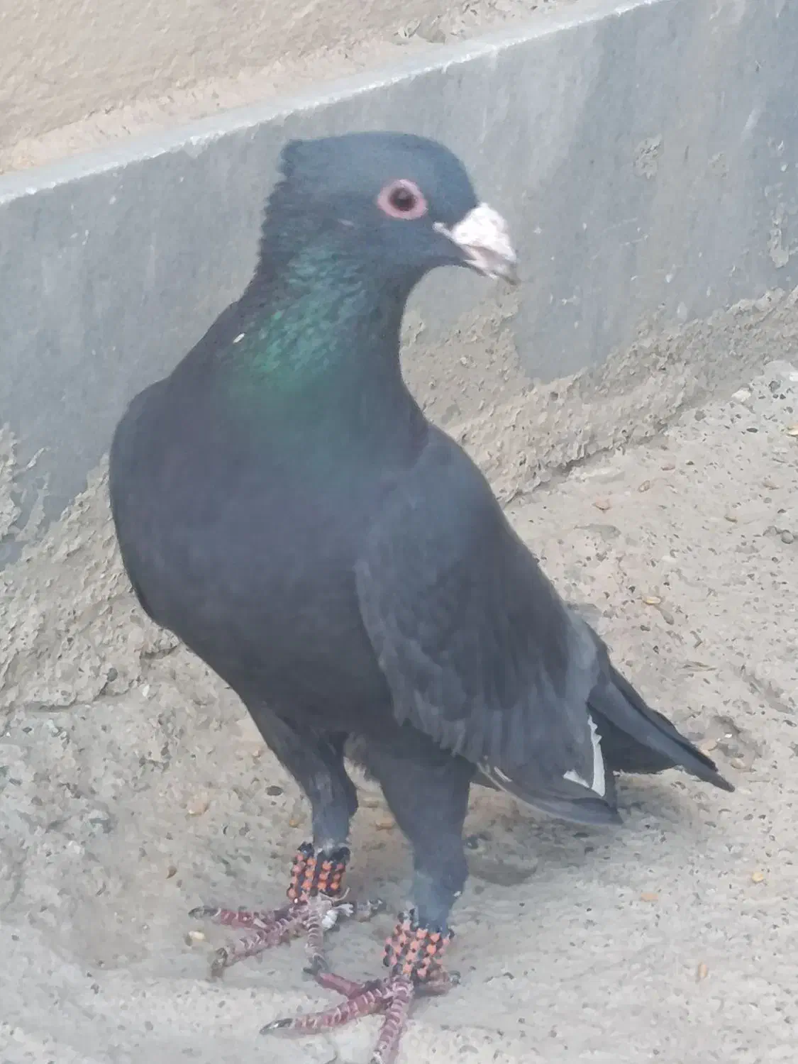 زاغ کاکل|پرنده|زهک, |دیوار