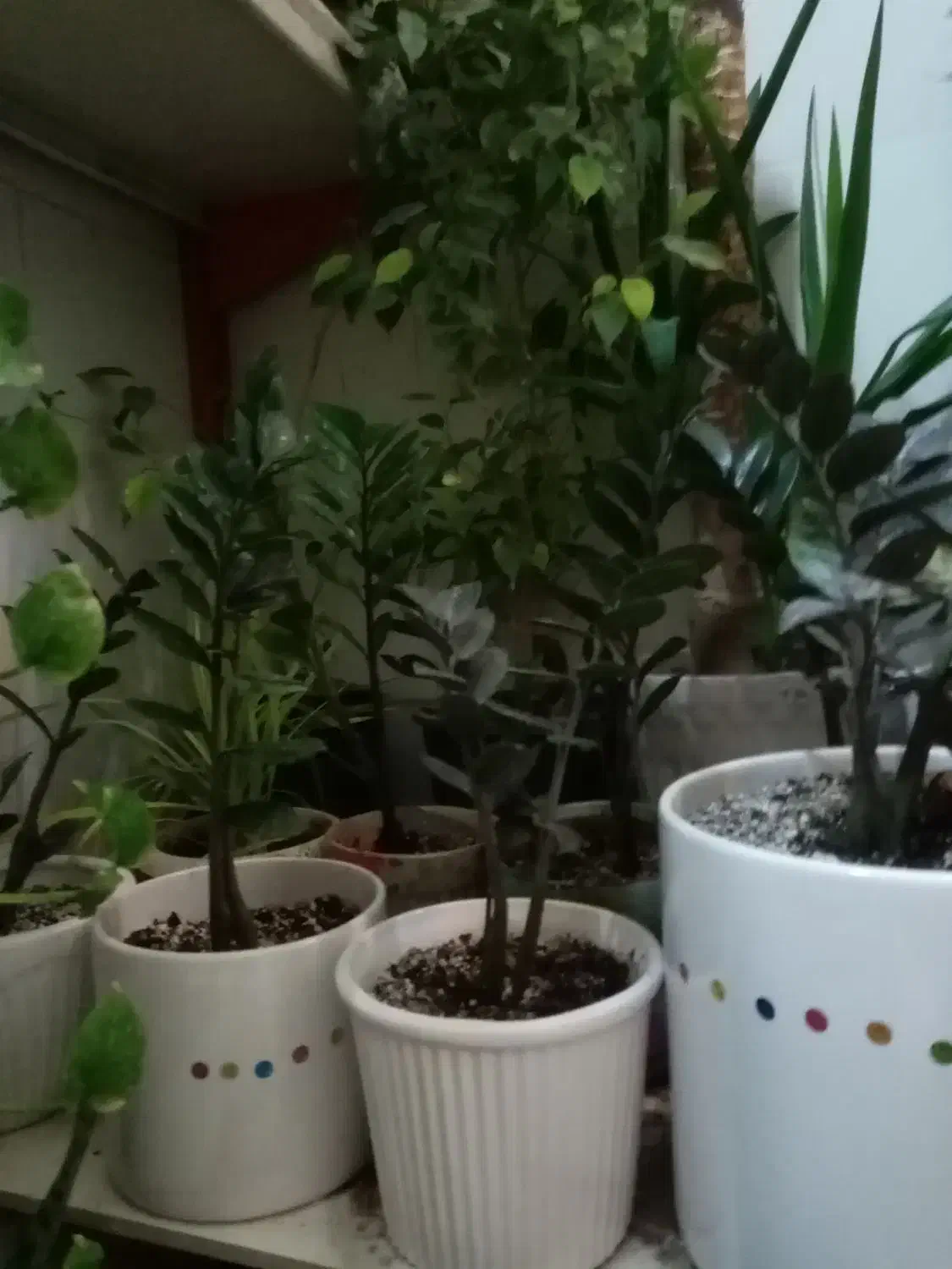 زاموفیلیا و یوکا|گل و گیاه طبیعی|کازرون, |دیوار