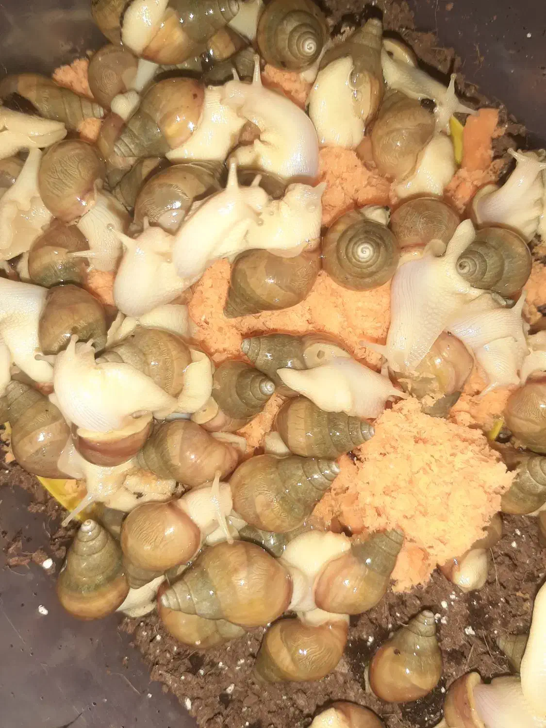 فروش حلزون.تخم حلزون|خزنده|شیراز, گویم|دیوار