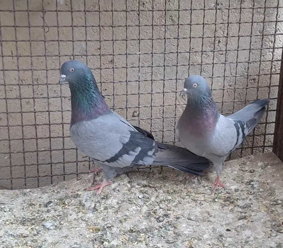 کبوتر سبز|پرنده|نهاوند, |دیوار