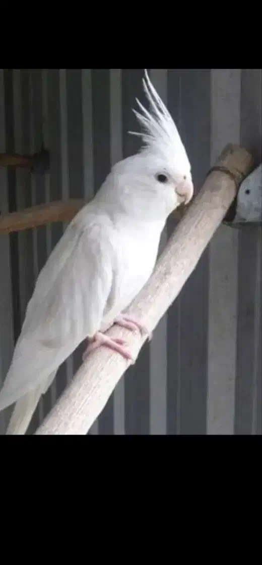 طوطی گمشده|حیوانات|لولمان, |دیوار