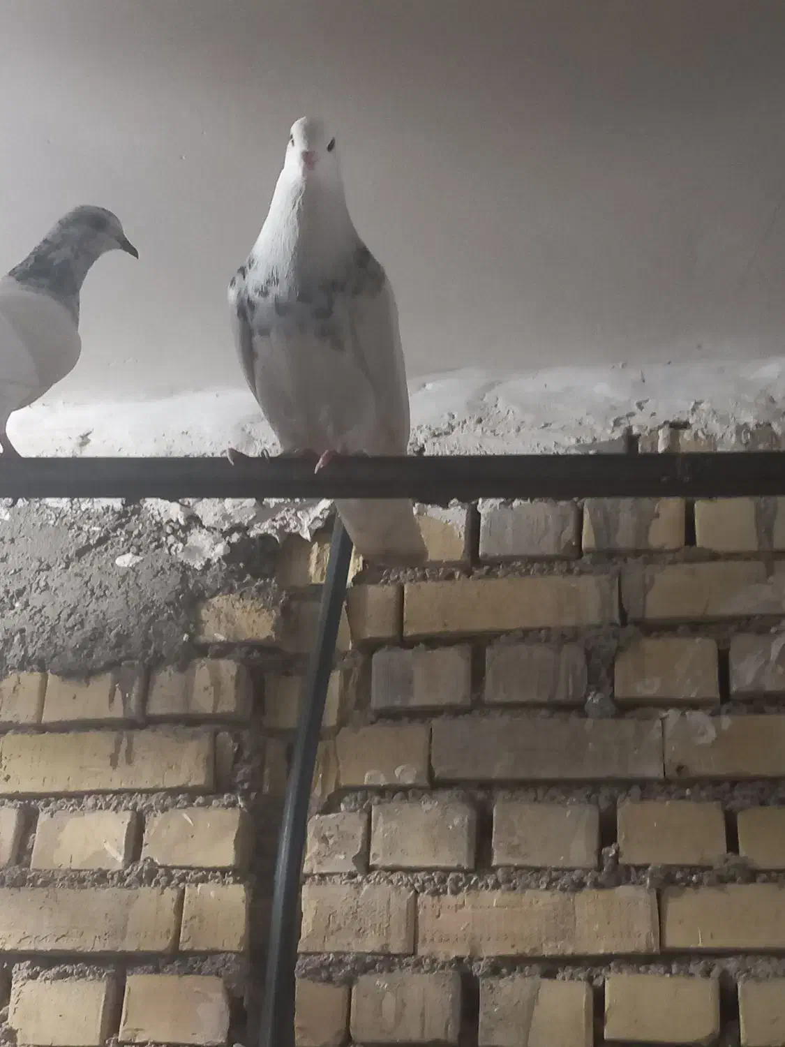 نر طوقی|پرنده|خرمشهر, |دیوار