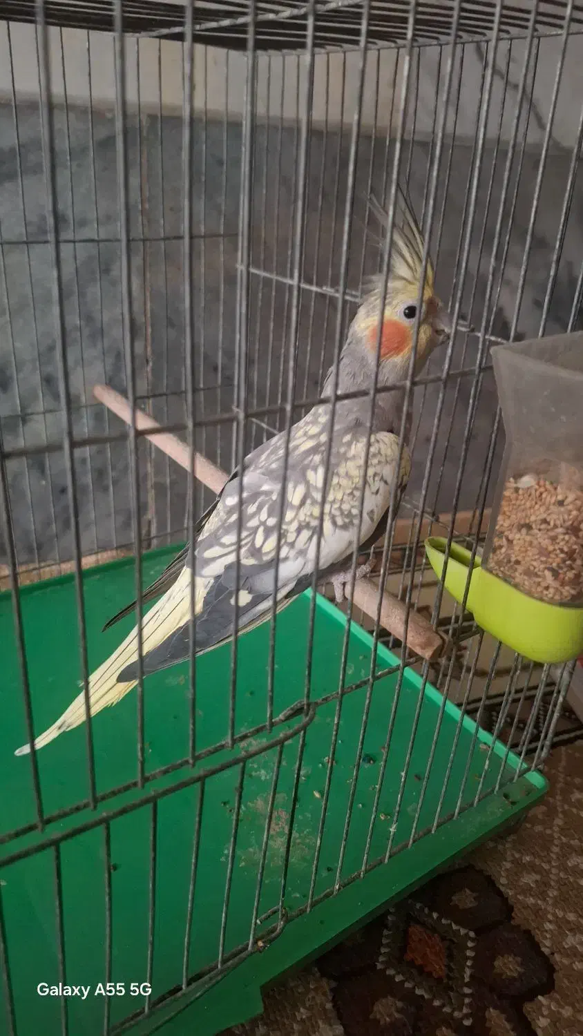 عروس هلندی|پرنده|قم, نیروگاه|دیوار