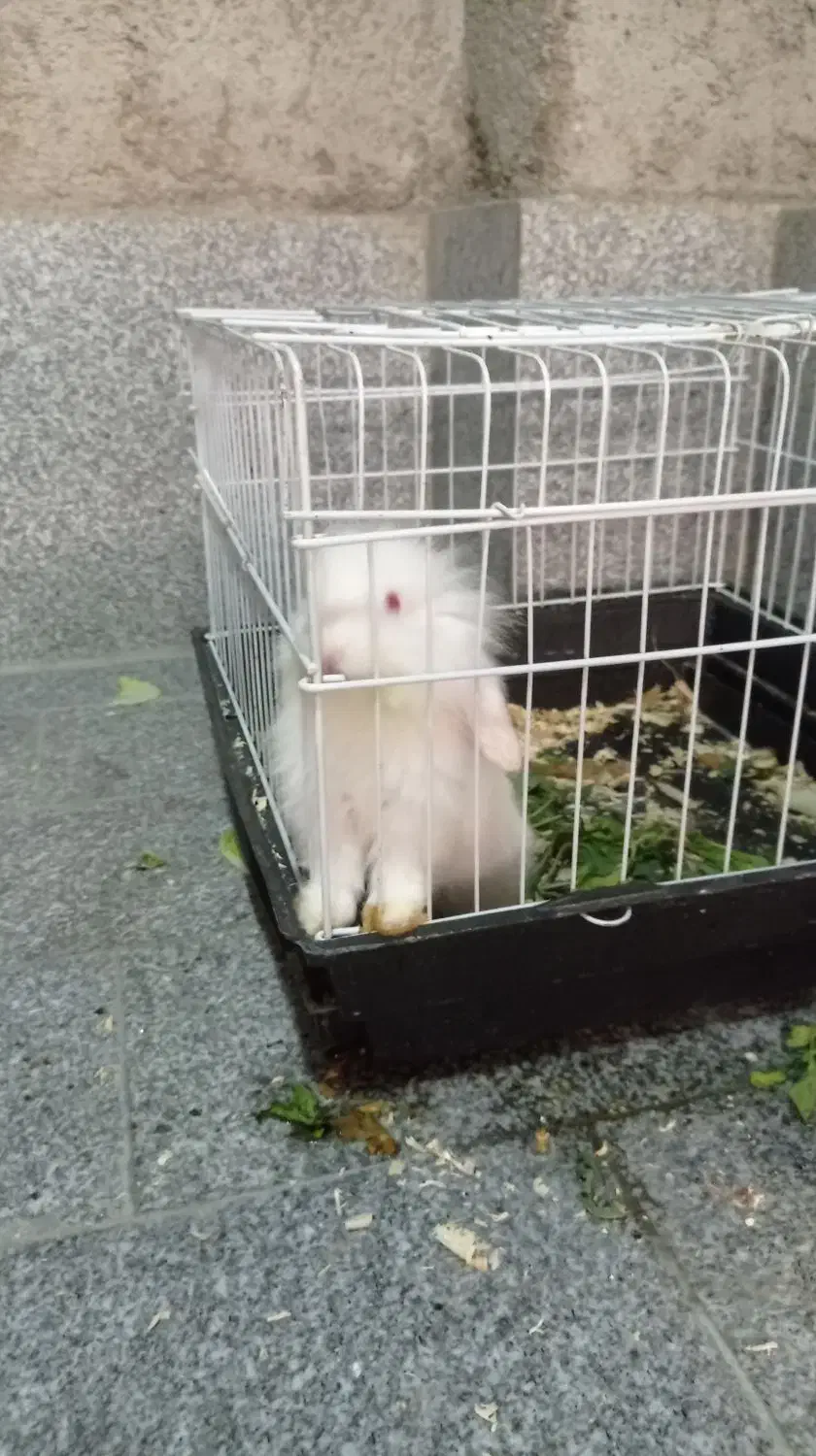 خرگوش لپ سالم همراه با قفس|موش و خرگوش|مینودشت, |دیوار