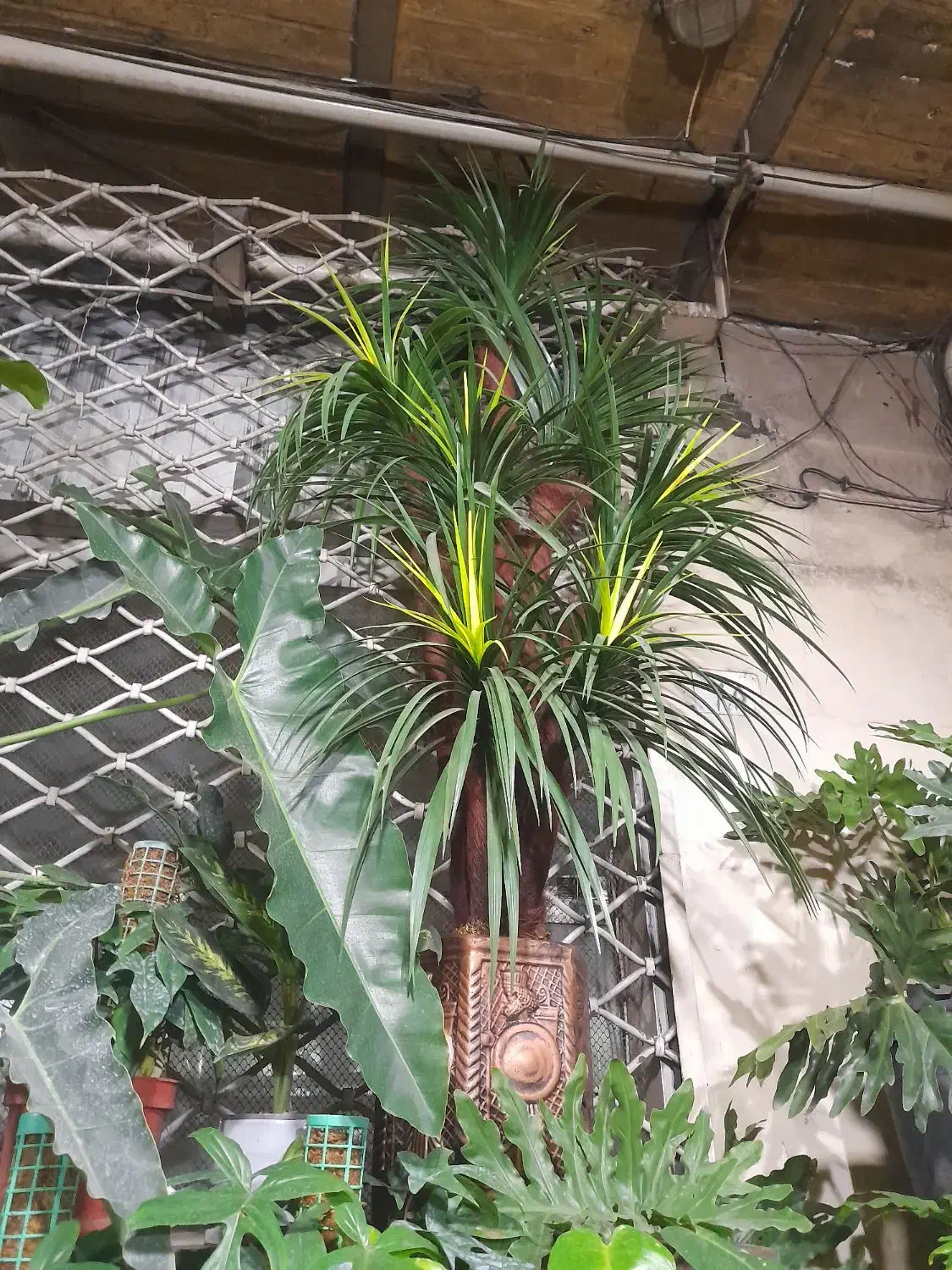 درخت مصنوعی|گل مصنوعی|تهران, امیریه|دیوار