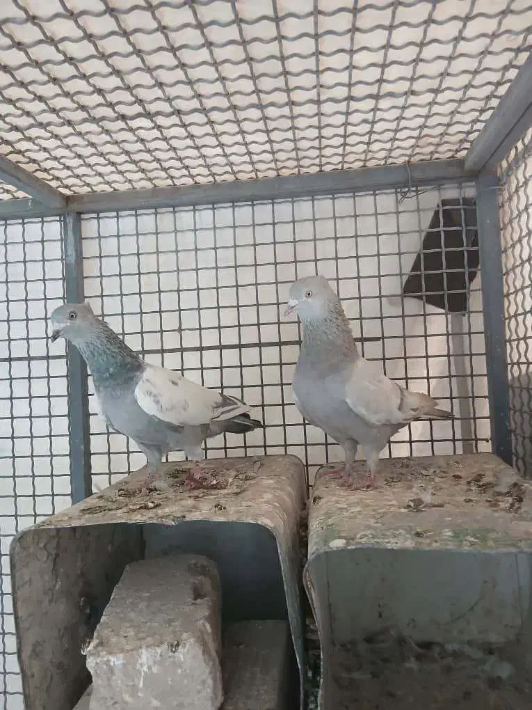 کفتر سینه سبز|پرنده|شیراز, امام حسین|دیوار