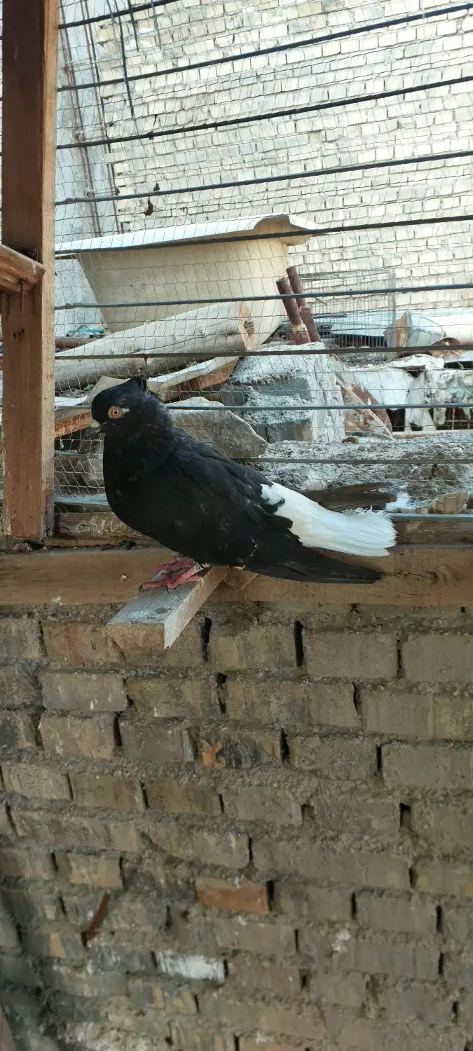 کبوتر دم سفید|پرنده|اهواز, بهارستان|دیوار