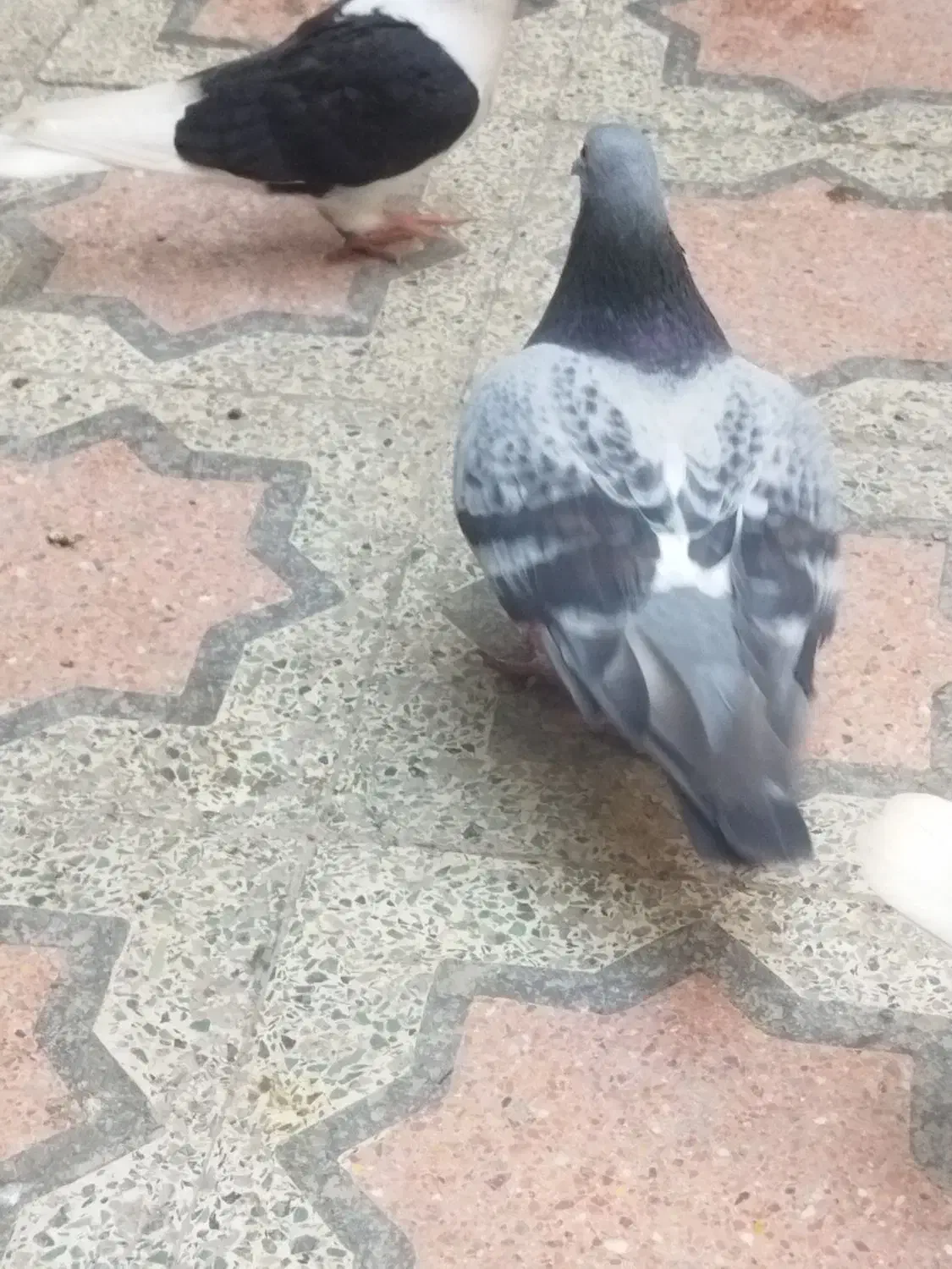 پلاکی ماده مست|پرنده|بندرعباس, |دیوار