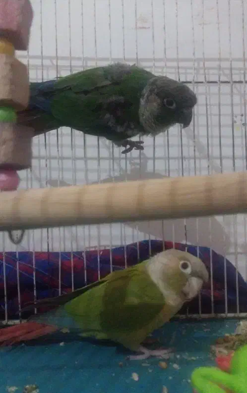 پرنده گرینجیک|پرنده|شوط, |دیوار